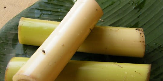 Batang pisang Sebagai alternatif pakan unggas